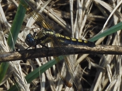 Orthetrum lineostigma