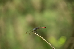 Lathrecista asiatica