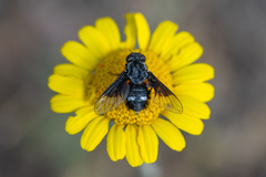 Chalcochiton pallasii