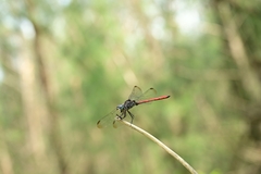 Lathrecista asiatica