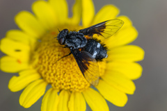 Chalcochiton pallasii