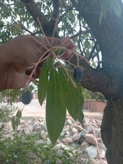 Machilus odoratissima