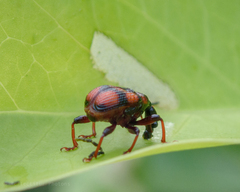Strigapoderus javanicus