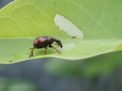 Strigapoderus javanicus