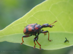 Strigapoderus javanicus