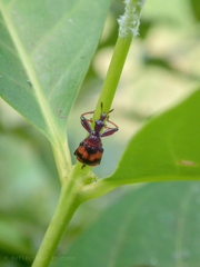 Strigapoderus javanicus