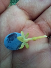 Machilus odoratissima