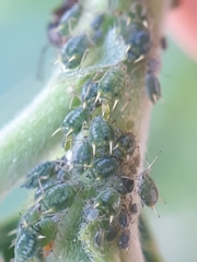Aphis farinosa