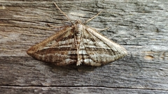 Phthonandria strictaria