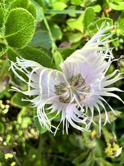 Dianthus sternbergii