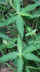 Silene stellata