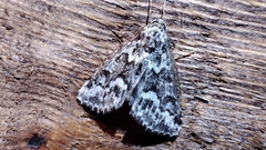 Victrix umovii