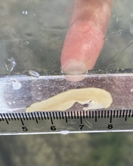 Acotylea