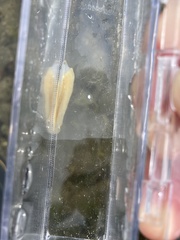 Acotylea