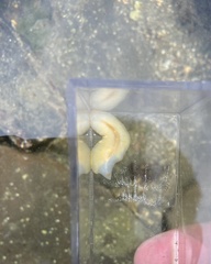Acotylea