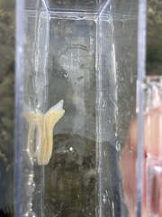 Acotylea