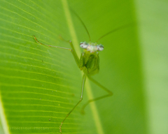 Odontomantis planiceps