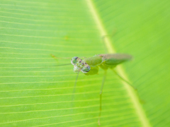 Odontomantis planiceps