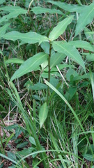 Silene stellata