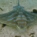 Southern Eagle Ray - Photo (c) Peter, some rights reserved (CC BY-NC), uploaded by Peter