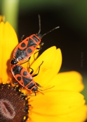 Pyrrhocoris apterus