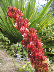 Doryanthes palmeri