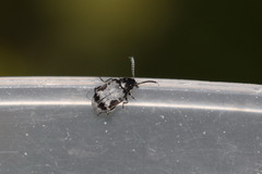 Bruchidius marginalis