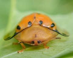 Aspidimorpha miliaris