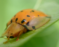 Aspidimorpha miliaris