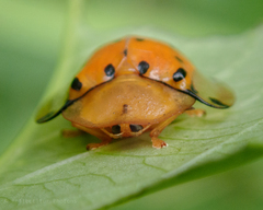 Aspidimorpha miliaris