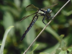 Orthetrum lineostigma