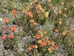 Castilleja peirsonii