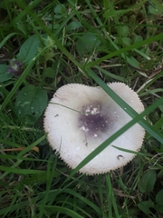 Russula versicolor