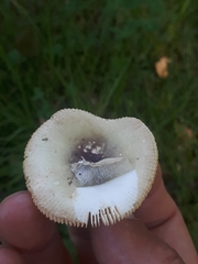 Russula versicolor