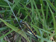 Orthetrum lineostigma