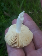 Russula versicolor
