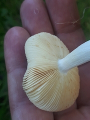 Russula versicolor