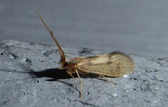 Conoesucidae