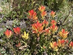 Castilleja peirsonii