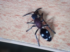 Dolichomutilla sycorax