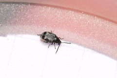 Bruchidius marginalis