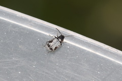 Bruchidius marginalis