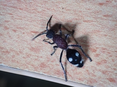 Dolichomutilla sycorax