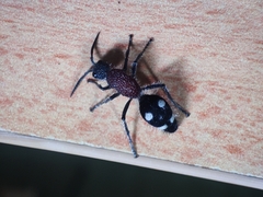 Dolichomutilla sycorax