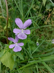 Viola cornuta