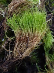 Flexitrichum gracile