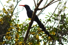 Phoeniculus purpureus