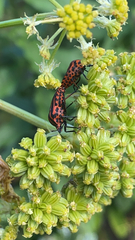 Graphosoma italicum italicum