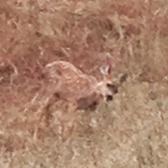 Odocoileus hemionus