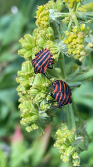 Graphosoma italicum italicum